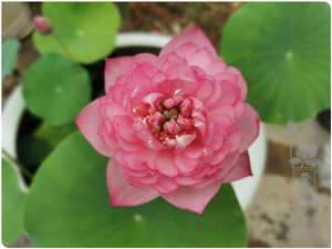 (霓裳)盆栽观赏荷花微小型丰花碗莲种藕水培植物【常德爱莲苑】