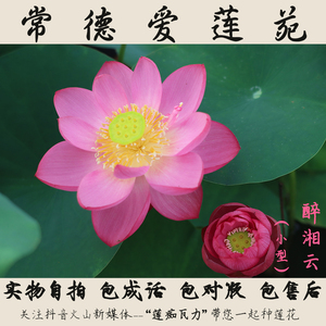 (醉湘云)碗莲盆栽荷花小型碗莲种藕2023年【常德爱莲苑】