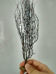 蛇龙草 弯腰草 还魂草 云南苗家中药材泡酒料药酒料龙蛇草 烧林草