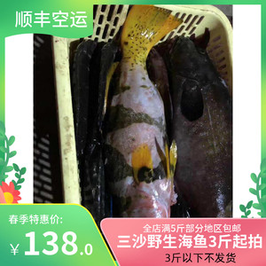 001人付款淘宝青岛信杰水产野生海螺丝新鲜海锥顺丰包邮鲜活海鲜海