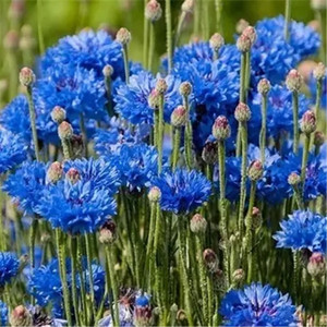 花草种子 阳台盆栽 德国国花《蓝色矢车菊》约20粒