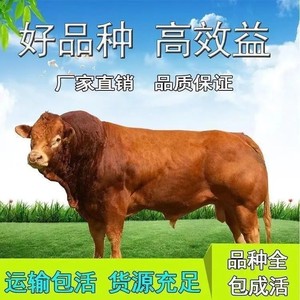 活牛小牛犊肉牛苗活体西门塔尔牛四川出售母牛鲁西黄牛改良牛养殖