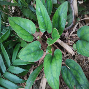 室内盆栽花卉桌面绿植中药材植物创意绿植杏香兔耳风