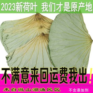 微山湖天然荷叶片新荷叶茶干荷叶正品野生整张荷叶150g-500g包邮