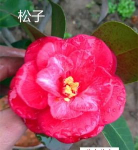 小松子茶花