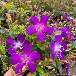 进口巴西野牡丹盆栽紫牡丹带花庭院阳台多年生观花植物耐热包邮