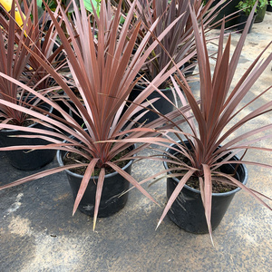 进口澳洲朱蕉盆栽红巨人大苗室内观赏庭院造景植物多年生耐热包邮