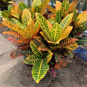 七彩树变色木盆栽 洒金榕大苗室内绿植美观净化空气四季常青