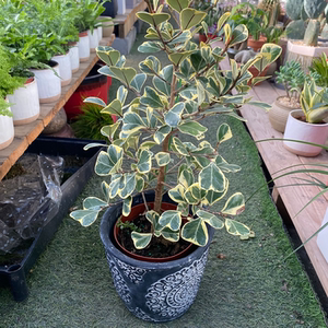 进口心叶榕锦花叶三角榕盆栽北欧风室内桌面观赏绿植奇趣可爱包邮