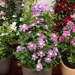 阳台庭院攀援花卉铁线莲 藤本皇后 人气款藤本植物