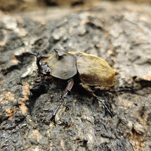 云顶小兜云顶兜虫独角仙甲虫成虫幼虫爬虫活体锹甲热门个性宠物