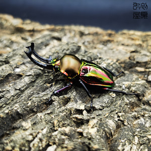 【彩虹锹形虫】彩虹锹形虫品牌,价格 - 阿里巴巴