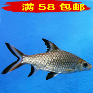 银鲨活体鱼淡水热带鱼观赏鱼大型鱼水族宠物鱼可混养满额包邮