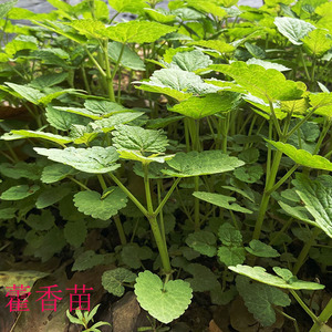 785人付款天猫藿香种苗大叶薄荷藿香广藿香树苗阳台绿植土藿香盆栽