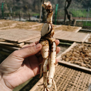 野生南沙参 煲汤料干货 神农架特产500克