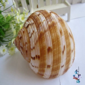 大螺壳