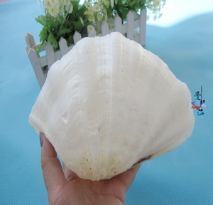 包邮 天然海螺 贝壳 超大 双面佛手贝壳 16-20厘米 佛手