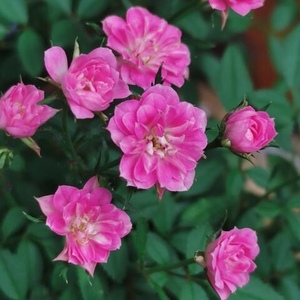 日本微月品种金平糖月季迷你多头四季开花不断阳台窗台包对版小苗