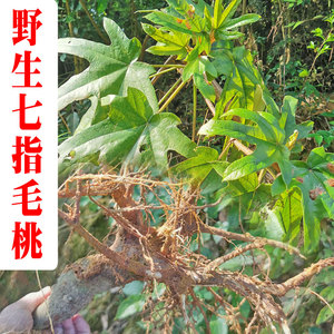 七指毛桃根新鲜野生五爪龙牛奶根干货别名山狗善煲汤料泡酒凉茶