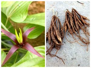 满50包邮对叶大 红花百部 攀援庭院盆地栽绿植耐寒易活观赏药材苗