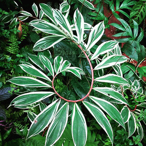 花叶闭鞘姜 白锦观叶热带雨林植物旋转楼梯草盆栽花卉花园ins