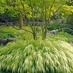 日本花叶箱根草 多年生观赏草亮黄金色的叶色 匍匐喷泉放射状耐阴