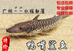 斑马鸭嘴鱼