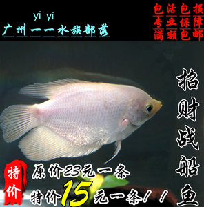 特价促销黑眼红眼招财鱼黄金战船风水鱼红尾招财热带观赏鱼活体