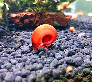 苹果螺观赏螺草缸螺淡水螺水族箱除藻清洁螺苹果螺极好养易繁殖