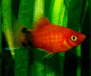 满额包邮红太阳鱼热带鱼活体米奇月光鱼热带鱼小型鱼练手