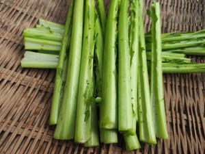 新鲜泡青菜杆芥菜梗新鲜榨菜梗子农家种植菜杆四川泡菜酸菜原材料