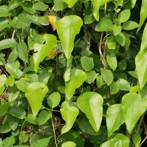 新鲜自采 粪箕笃 犁壁藤 千金藤 田鸡草 飞天雷公草药 500克包邮