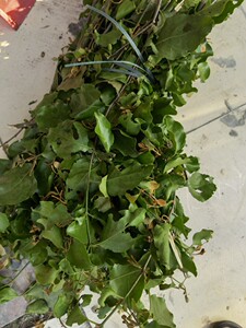 新鲜龙眼树寄生龙眼木寄生茶桂圆寄生现采1斤