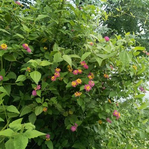 中草药野生五色花臭金凤臭草五色梅刺儿花新鲜货枝叶500克