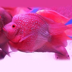 十八罗汉热带鱼