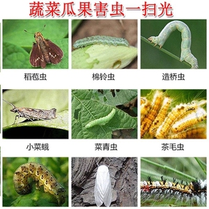 小白虫杀虫剂