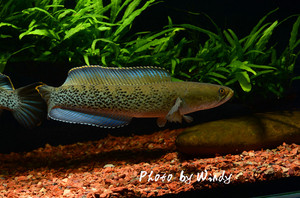 新开轻变网通传奇游戏截图5