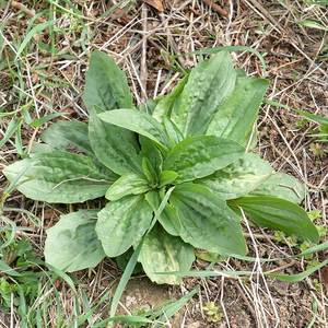 车前子新鲜野生菜秦岭野生车前草幼苗食用泡水药用农产品1斤野菜