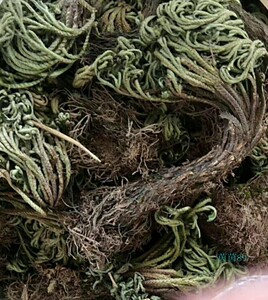 野生九死还魂草打不死神仙万年草卷柏不死草 500克