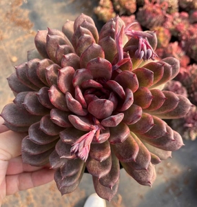 紫玫瑰母本多肉 东云母本 乌木母本 状态株    黑玫瑰杂交