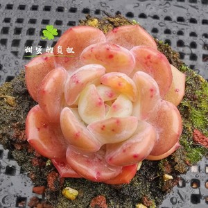 多肉植物杂交新品