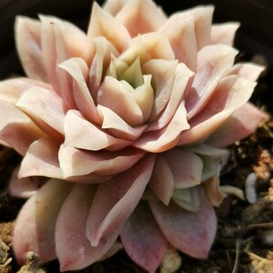 多肉植物玫瑰女王