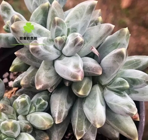 乌拉克拉多肉植物一物一拍暗纹群生捧花状态肉肉花卉绿植园艺盆栽