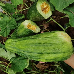 家乡菜瓜湖南特产岳阳华容老家绿茵瓜低糖脆嫩多汁新鲜应季水果