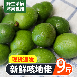云南新鲜咳地佬克地佬青果野生咳哩咳地佬泡酒嘎里罗9斤腾冲特产