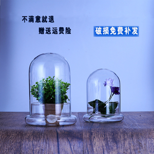 透明玻璃罩子微景观苔藓植物花瓶永生花玻璃罩多肉闷养神器保鲜罩