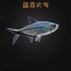 黑尾大勾灯科群游可混养锦鲤淡水草孔雀斑马双剑玻璃猫热带鱼迷你
