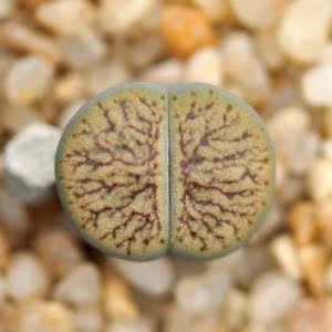 番杏科-生石花-线招福玉-l.schwantesii nutwerk-一物一拍