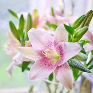 小粉仙公主天使水墨柔情老王幻影小宝贝无香味橙色亚百合新鲜切花