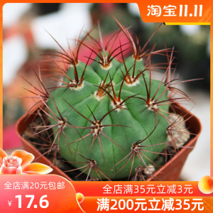 茜丸 火焰龙实生仙人球趣味红刺硬刺开花仙人掌多肉防辐射小盆栽